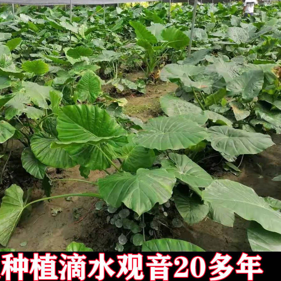 滴水观音盆栽霸王芋大型绿植客厅水培植物室内大叶盆景吸甲醛花卉