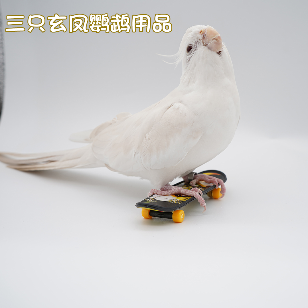 Pet parrot bird uses toy scooter for exercise training, interactive educational bird supplies, photo props, free shipping
