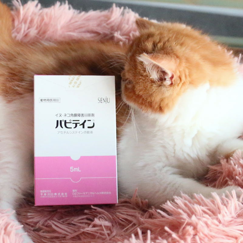 日本千寿宠物猫狗创伤性角膜炎外伤溃疡角膜腐骨眼药水滴眼液 - 图1