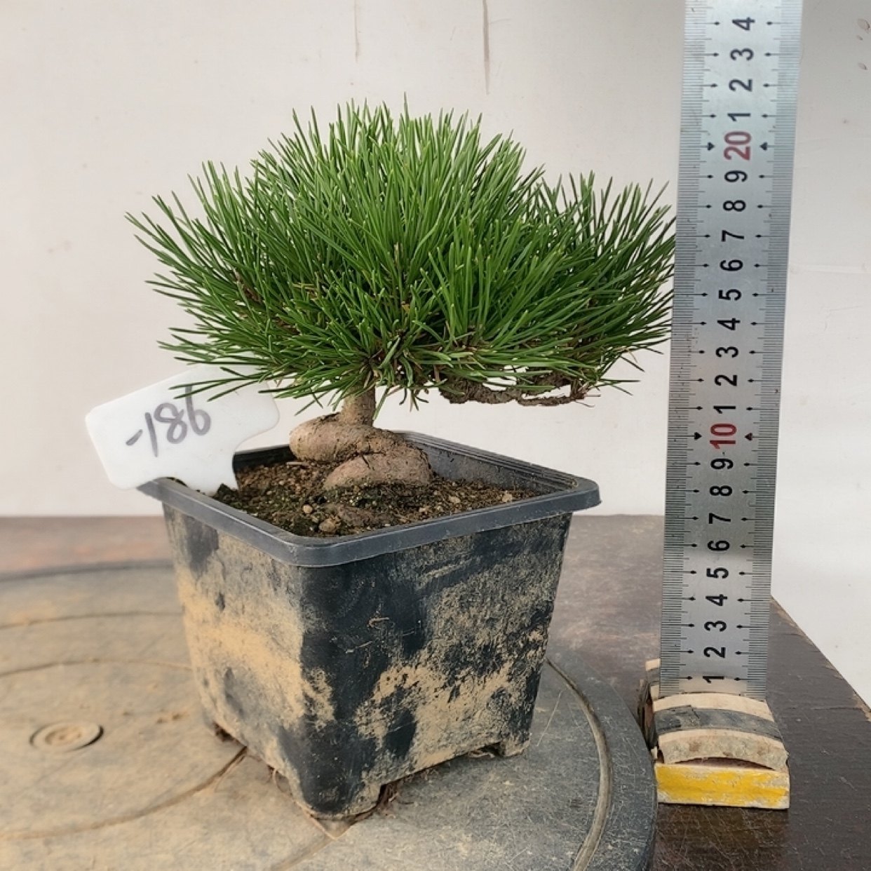 一物一拍实物拍摄 黑松童子功 三河黑松 老桩小品 微型盆景素材,淘宝优惠券,粉丝福利购,淘宝优惠卷