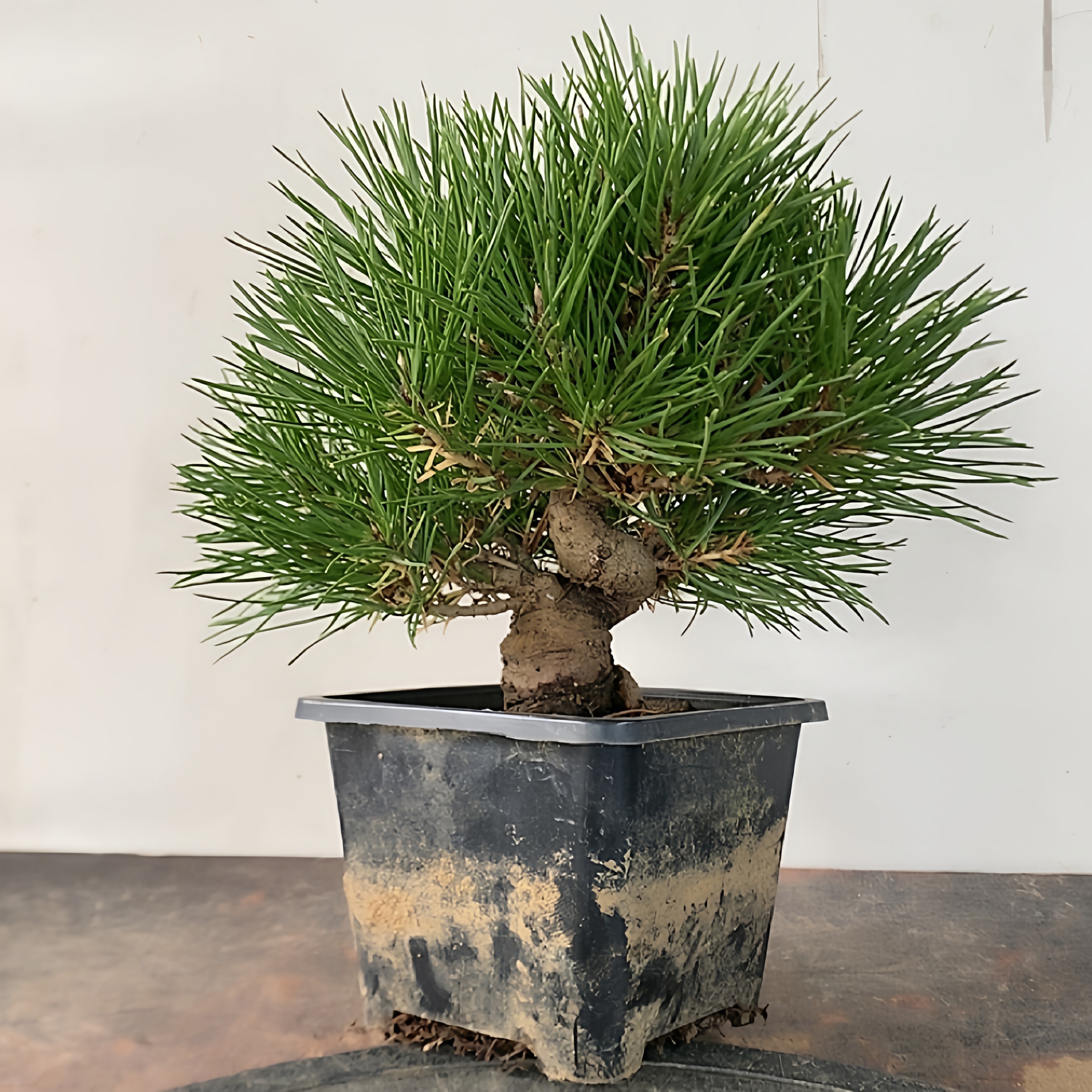 一物一拍实物拍摄 黑松童子功 三河黑松 老桩小品 微型盆景素材,淘宝优惠券,粉丝福利购,淘宝优惠卷