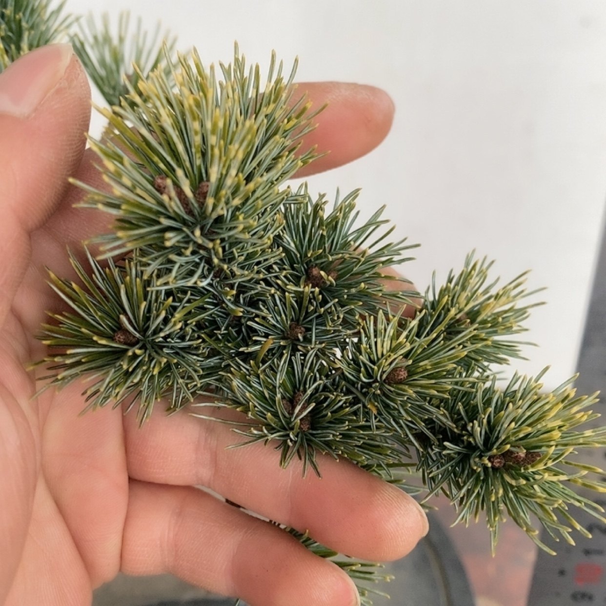 一物一拍实物拍摄吹雪五针松贵品种明星五针松金针大阪松小品盆栽,淘宝优惠券,粉丝福利购,淘宝优惠卷