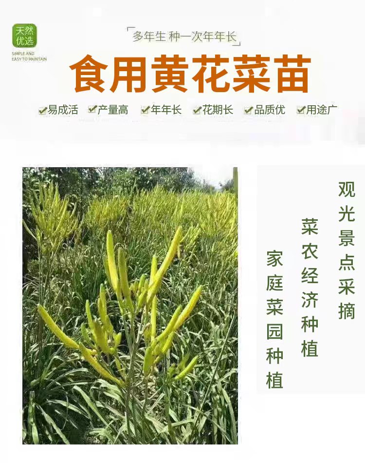 优质黄花菜种苗种植苗*食用金针菜根苗四季可种易种根粗高产包活 - 图1