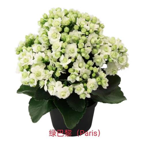 爱米园艺长寿花重瓣带花苞盆栽绿植室内开花花卉penelope-大鹏粉 - 图3