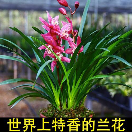 好养兰花苗建兰大将军夏带花苞出售室内有香味的花卉绿植四季盆栽 - 图2