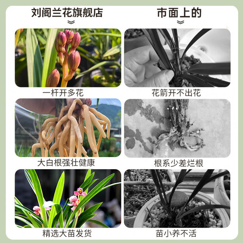 兰花苗盆栽四季兰冠月红新手好养夏带花苞出售荷瓣浓香花卉绿植 - 图2