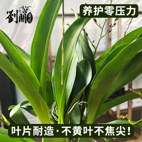 泰国香水文心兰冬带花苞 花卉盆栽洋兰兰花苗好养易活绿植室内外 - 图2