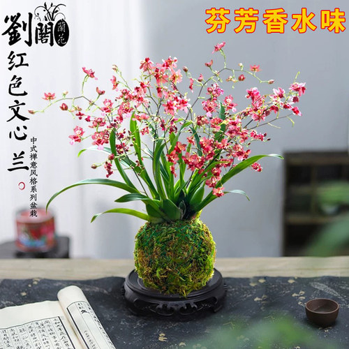 香水文心兰花苗冬带花苞梦香浓香年宵花卉苔藓球懒人盆栽水培植物 - 图0