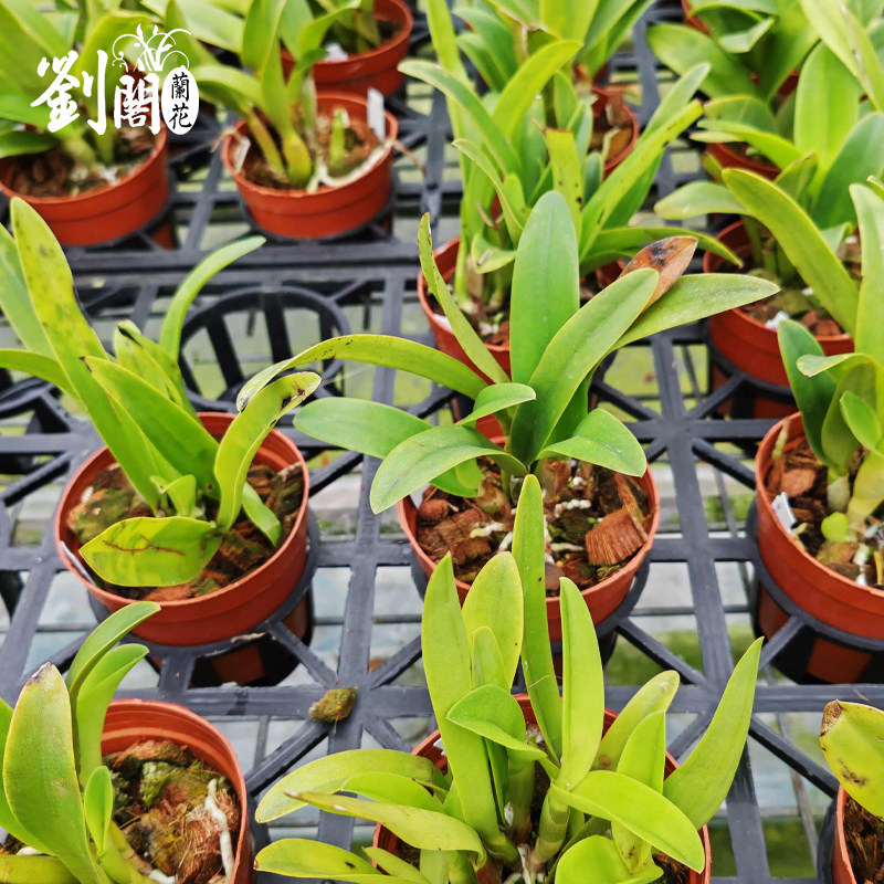 精品东南亚优质卡特兰兰花苗盆栽室内外办公室阳台桌面花卉绿植,淘宝优惠券,粉丝福利购,淘宝优惠卷