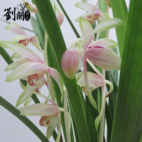 刘阁兰花苗 日月潭之恋 建兰花艺双全夏带浓香花苞出售好养盆栽 - 图1