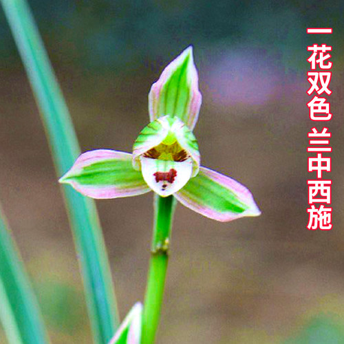 刘阁兰花苗 帝王妃 建兰四季兰夏带花苞出售浓香好养绿植花卉盆栽 - 图0