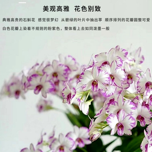 白泼墨秋石斛兰盆栽现带花苞梦香文心兰名贵花卉植物室内好养绿植 - 图1