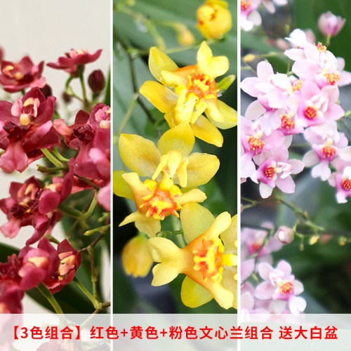 现带多花出售 多色香水文心兰梦香水培植物室内外花卉绿植小盆栽 - 图1