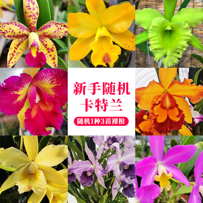 精品东南亚优质卡特兰兰花苗盆栽室内外办公室阳台桌面花卉绿植,淘宝优惠券,粉丝福利购,淘宝优惠卷