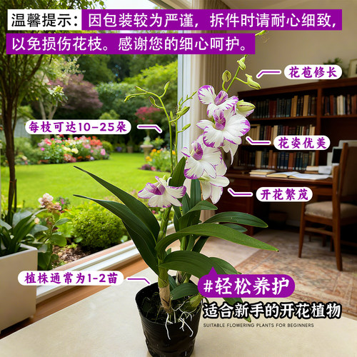 白泼墨秋石斛兰盆栽现带花苞梦香文心兰名贵花卉植物室内好养绿植 - 图2