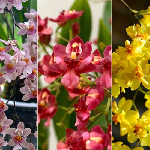 香水味文心兰当年开花现带花苞梦香兰花苗浓香花卉盆栽水培植物 - 图1
