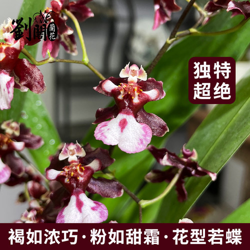 泰国香水文心兰冬带花苞 花卉盆栽洋兰兰花苗好养易活绿植室内外 - 图0