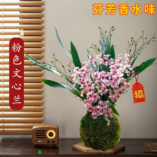 香水文心兰花苗冬带花苞梦香浓香年宵花卉苔藓球懒人盆栽水培植物 - 图2