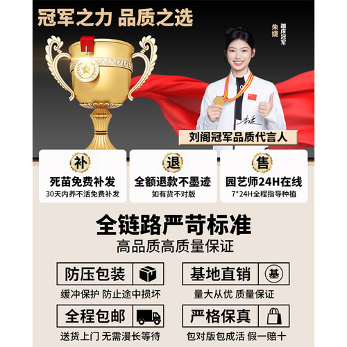 春石斛火烈鸟兰花苗盆栽花期带花发货新手好养四季赏绿植浓香花卉 - 图3