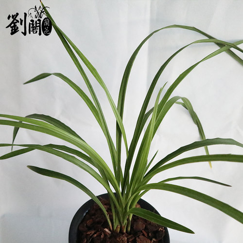 刘阁兰花苗 莲瓣兰经典荷瓣 荷之冠冬带花苞出售浓香花卉绿植盆栽 - 图1