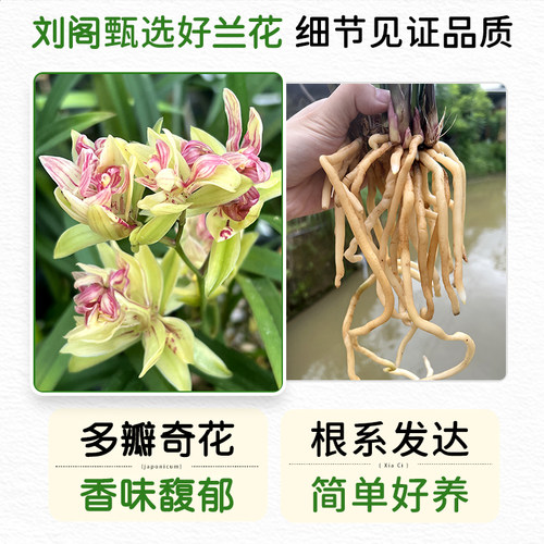 兰花苗建兰 小美庭院夏带多花苞 浓香富山奇蝶四季兰盆栽绿植花卉 - 图3