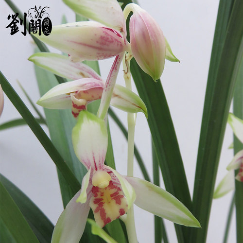 刘阁兰花苗 日月潭之恋 建兰花艺双全夏带浓香花苞出售好养盆栽 - 图0