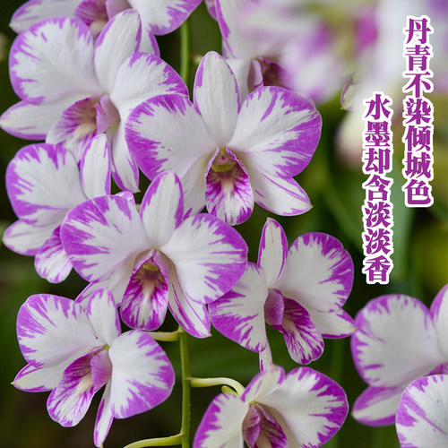 白泼墨石斛兰带花苞出售香水石斛兰盆栽四季室内好养绿植阳台花卉 - 图0