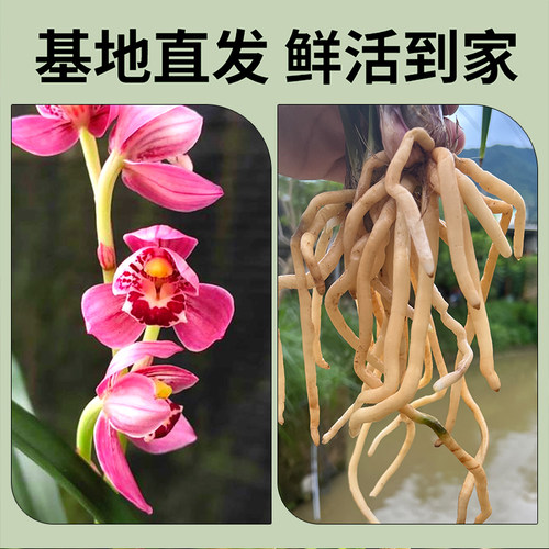 兰花苗盆栽四季兰冠月红新手好养夏带花苞出售荷瓣浓香花卉绿植 - 图3