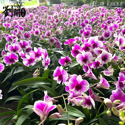 双色泼墨香水石斛兰花苗现带多花桌面精致盆栽好养花卉绿植 - 图2