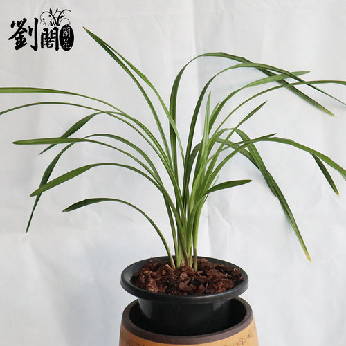 刘阁兰花苗 莲瓣兰经典荷瓣 荷之冠冬带花苞出售浓香花卉绿植盆栽 - 图2