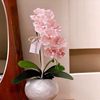 Phalaenopsis potted plants with buds are easy to grow indoors