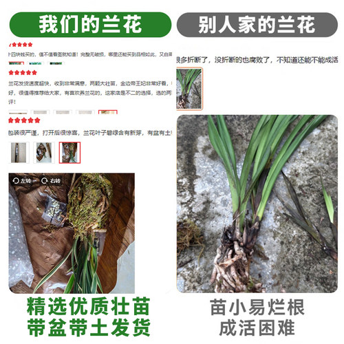 刘阁兰花苗 帝王妃 建兰四季兰夏带花苞出售浓香好养绿植花卉盆栽 - 图2