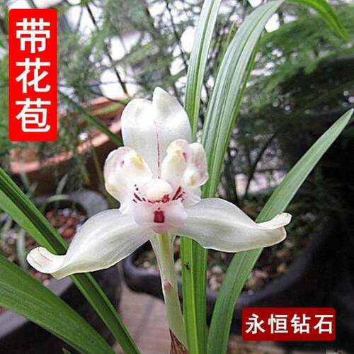 带花苞矮种兰花苗春兰【幽灵梅】浓香型盆栽阳台客厅绿植花卉大全 - 图3