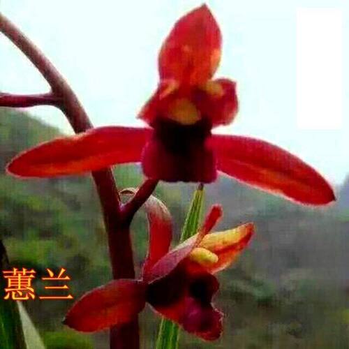 带花苞兰花苗蕙兰新品【老朵云】花卉大全室内外绿植开花浓香型 - 图3