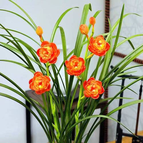 带花苞兰花苗新品色花春兰荷瓣【夕荷】室内铭品花开浓香花卉大全 - 图3