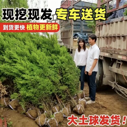 柏树树苗塔柏扁柏松柏侧柏树苗圆柏松树宝塔松龙柏苗绿化四季种植 - 图2