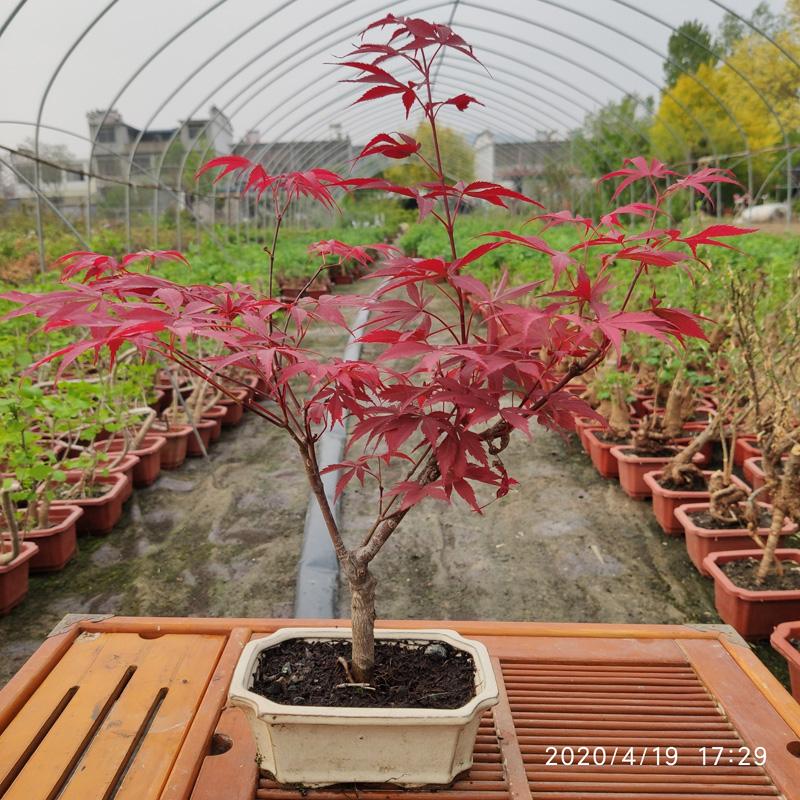 园林绿化苗庭院植物花卉观叶盆栽红枫树苗日本红枫盆景苗彩色树种 - 图2