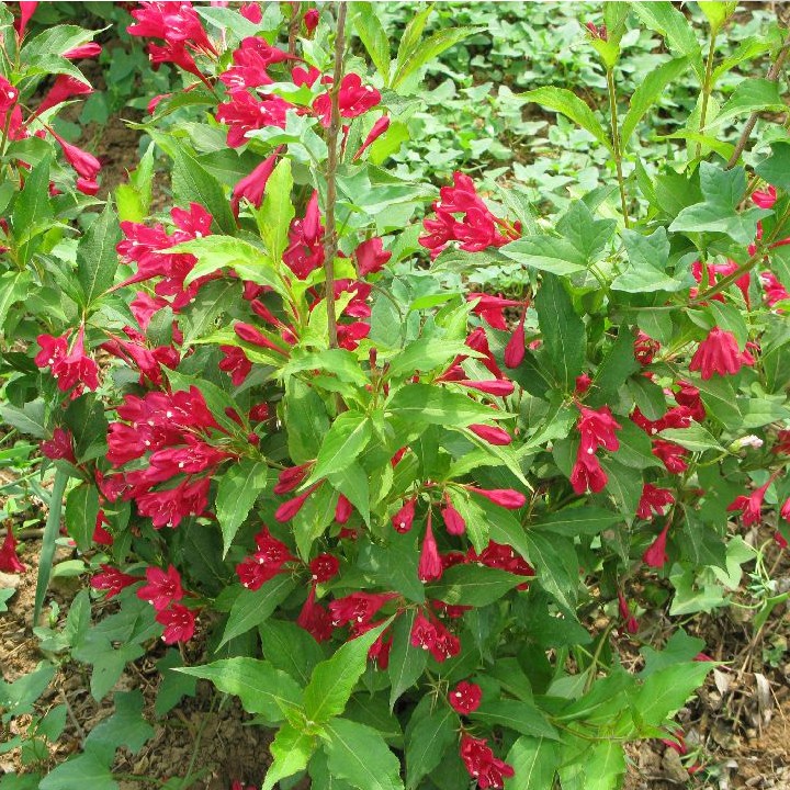 庭院绿化树种红王子锦带花苗花叶锦带五彩锦带花树苗锦带花苗盆栽-图1