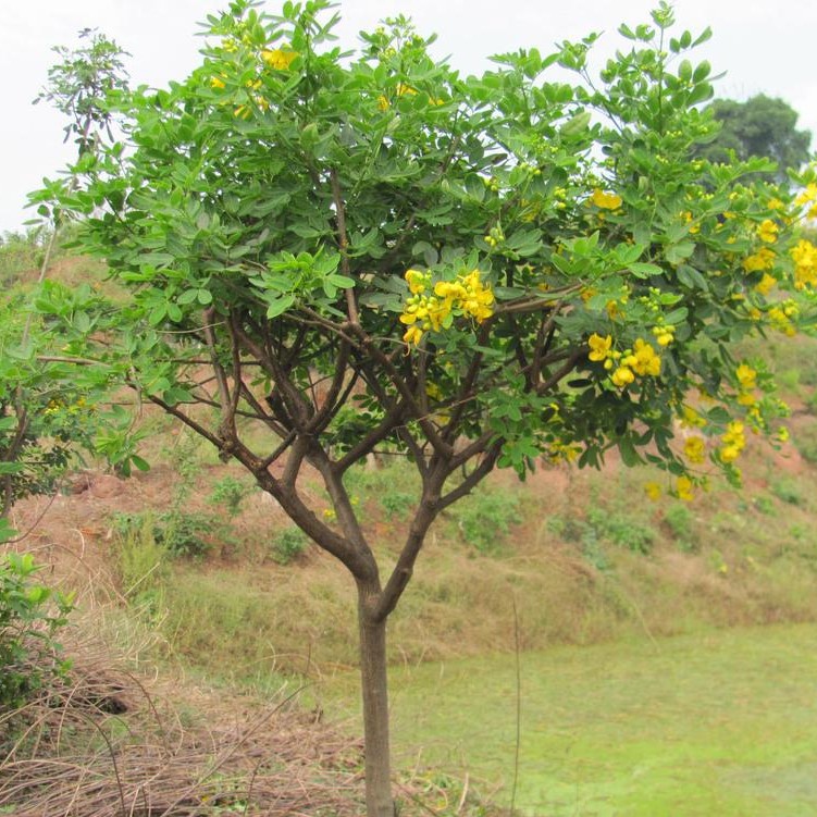 香花槐树苗富贵树槐花苗红花槐树苗庭院绿化花卉花园植物洋槐树苗 - 图2