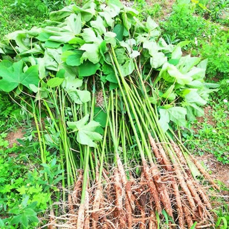 法国梧桐树树苗大树庭院风景树行道绿化拆迁苗木南方种植青桐植物-图2