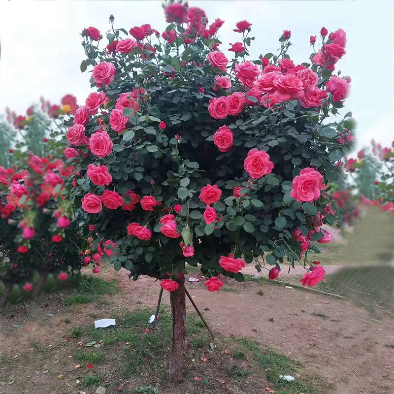 嫁接老桩树状四季开花月季树型花苗庭院植物浓香特大花卉室内盆栽-图2