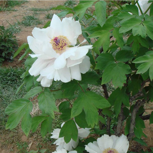 四季盆栽植物庭院花卉正宗菏泽洛阳观赏牡丹花苗凤丹大苗重瓣大花 - 图3