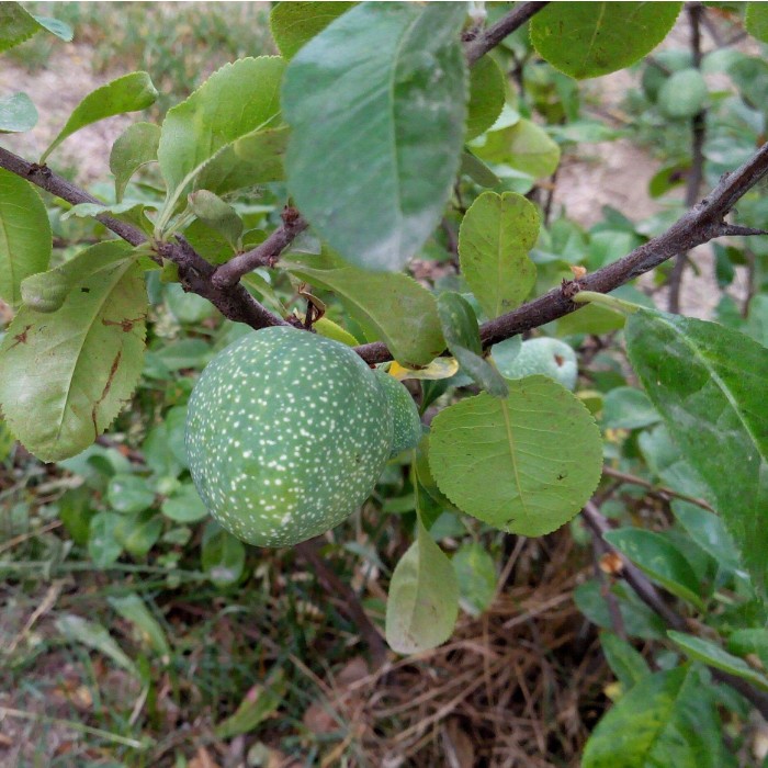 盆栽花卉庭院植物日本海棠花苗大红花海棠贴梗海棠花苗铁杆海棠苗 - 图3