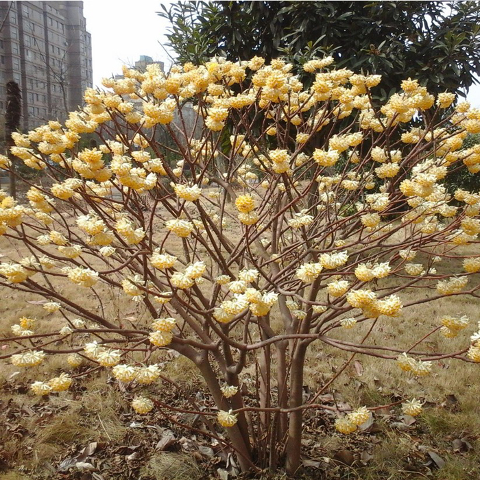 庭院植物结香苗结香花苗木花卉金腰袋打结花梦冬花浓香树苗可盆栽 - 图2