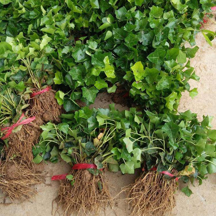 园林绿化苗庭院植物常春藤花苗爬藤植物花卉常青藤苗四季常青耐寒 - 图3