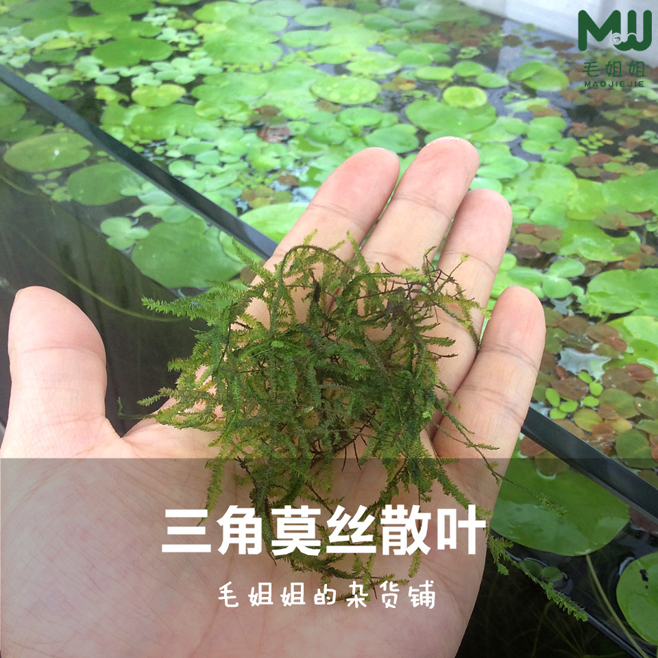 莫丝单叶三角莫斯MOSS莫斯莫丝摩丝水族箱活体水草美易球配套专用 - 图0