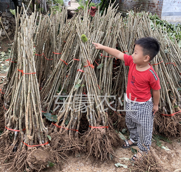 野生小板栗油栗子苗嫁接板栗果树苗锥栗子苗南方北方种植当年结果