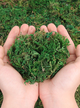 干苔藓苔藓装饰绿植花盆装饰