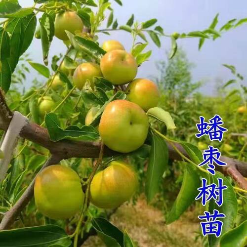 特大蟠枣树苗南北方都可种植 - 图1