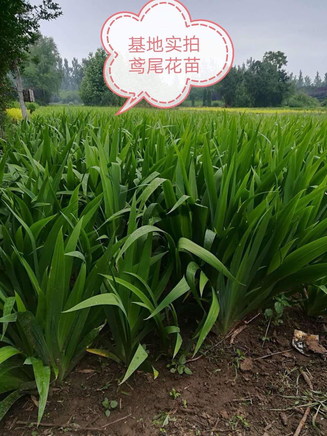 鸢尾花蓝蝴蝶多年生花苗盆栽地栽庭院阳台花卉耐寒风雨兰香水百合 - 图3